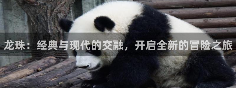 51漫画漫画免费阅读漫画：龙珠：经典与现代的交融，开启全新的冒险之旅